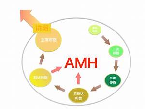 Amh Anti Mullerian Hormone とは 名古屋の産婦人科 女性内科 パークサイド栄クリニック