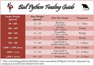 Ball Pythons Care Feeding Guide Kp Exotic Pets