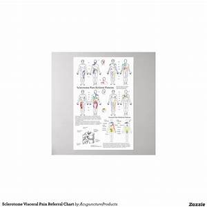 Sclerotome Visceral Referral Chart Poster Zazzle