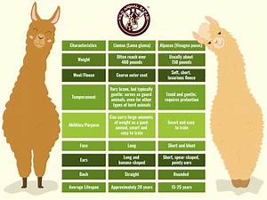 Alpacas And Llamas Differences