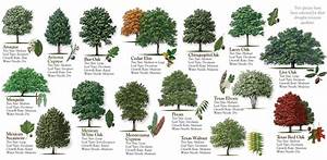 Oak Tree Size Chart