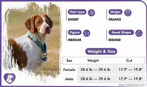  Spaniel Dog Breed Profile The Pet Guide Home
