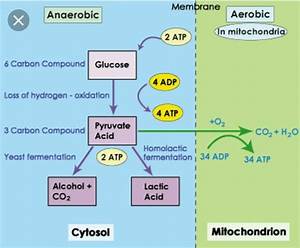 Concept Map Of Aerobic Respiration United States Map