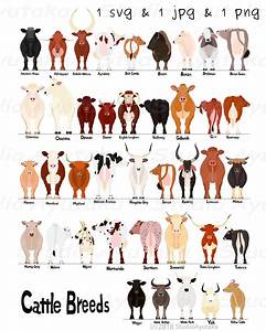 Various Breeds Of Cows Chart 2 Svg Jpg Png Etsy Uk
