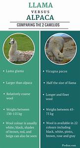 Difference Between Llama And Alpaca