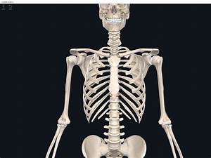 Bones Ribs Anatomy Physiology