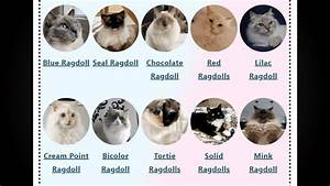 All Ragdoll Cat Colors And Patterns Types Of Ragdoll Cats