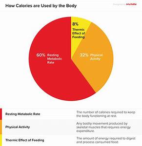 A Pie Chart Showing How The Body Uses Calories Carbohydrate Diet Low