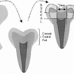 Tooth Calcification Chart