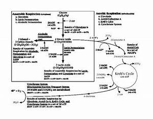 Cellular Respiration Flow Chart By Curtis Lynch Tpt