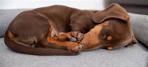 8 Dog Sleeping And What They Mean Omlet Blog Uk
