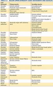 Image Result For Muscle Agonist And Antagonist List Physical Therapy