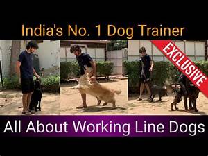 Comparison Between Working Line Dogs And Show Line Dogs By Varun Anand