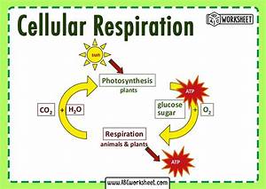 photosynthesis and cellular respiration flow chart