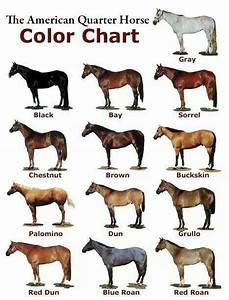 Pin By Kathy D On Veterinary Stuff Animal Info Horse Color Chart