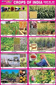 Spectrum Educational Charts Chart 307 Crops Of India 1