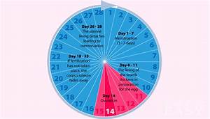 What Is The Average Length Of An Ovulation Cycle Conceiveeasy
