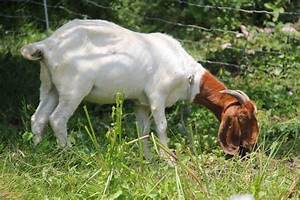 Raising Boer Goats The Ultimate Guide The Homesteading Hippy