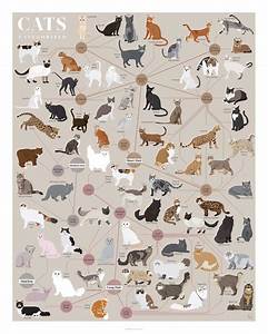 Buy Pop Chart Poster Prints 16x20 Cats Infographic Printed On
