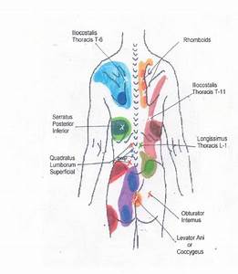 Muscle Testing Point Muscle Attachments Trigger Point Referrals