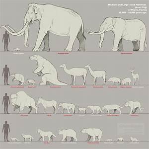 Pin By Joshkilby On Animal Size Comparison Charts Extinct Animals
