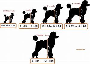 Toy Poodle Growth Weight And Height Calculator For Toy Poodles