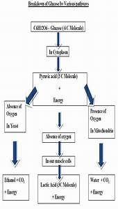 draw the flowchart of machenism of respiration science life