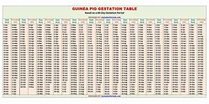 Guinea Pig Gestation Calculator And Chart Printable Gestation Periods