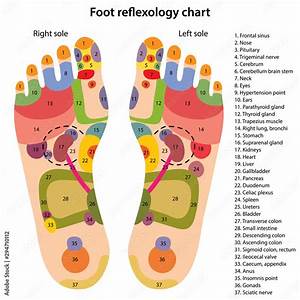 foot reflexology chart with description of the corresponding internal