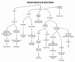Gram Positive And Negative Bacteria Nursing Pharm Pinterest Tech