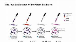 Steps Of Gram Staining Slideshare Free Download Photo Gallery