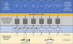 Frontiers Comparison Of Channel Catfish And Blue Catfish Gut
