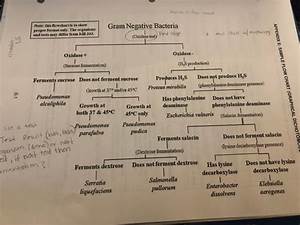 Solved Need Help Constructing Flow Chart For Gram Unknown Chegg Com