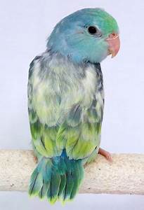 Pacific Parrotlet Color Mutation Chart Pinterest Chart Bird And Blog