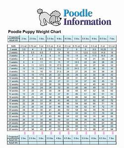 cockapoo size and weight chart pets of life