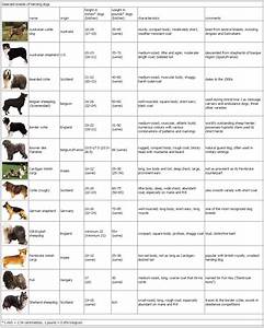 List Of All Herding Dog Breeds Tabananku Com