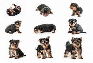 Stages Of Puppy Development Writeupcafe Com