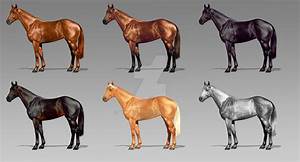 Thoroughbred Coat Colors By Wideturn On Deviantart