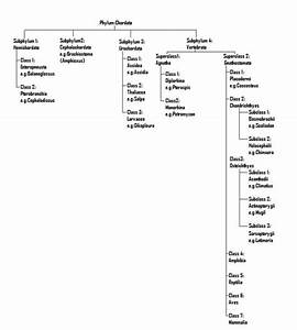 Classification Of Vertebrates