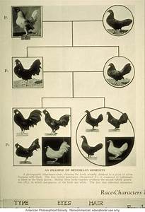 Game Fowl Chart