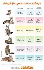 How To Calculate Your Cat 39 S Age Cat Ages Cat Years Cat Lifespan