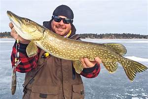 Northern Pike Weight Chart