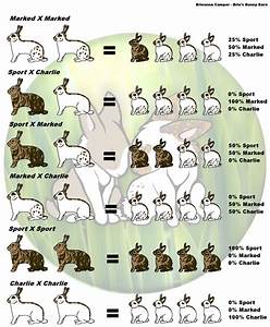 Rheinelander Rabbit Chart By Sonikwolf1498 On Deviantart