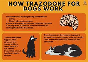 Trazodone For Dogs Uses Benefits And Precautions For Dog Behavior