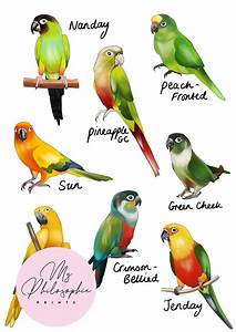 Conure Chart Print Conure Print Tropical Parrot Gift Etsy In