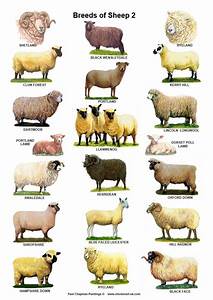A4 Posters Breeds Of Sheep 2 Different Posters Etsy Uk Sheep