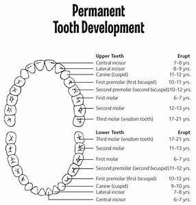 Permanent Teeth Dental Chart