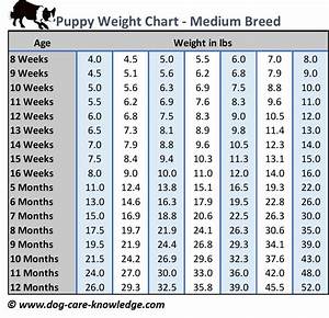 Toy Poodle Puppy Growth Chart Wow Blog