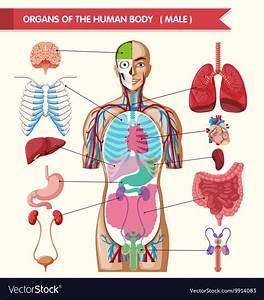 Chart Showing Organs Of Human Body Royalty Free Vector Image