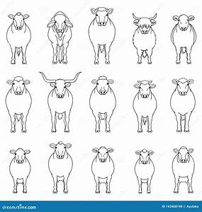 Various Cattle Line Arts Set Stock Vector Illustration Of Brahman